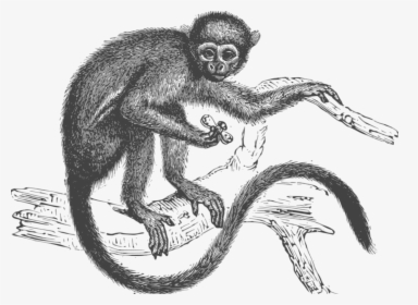 Drawing,spider Monkey,primate - Aap Tekeningen Aan Een Tak, HD Png Download, Transparent PNG