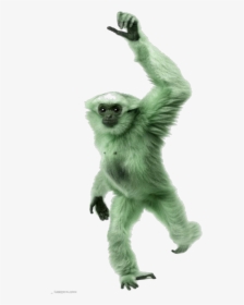 #mq #green #monkey #gorilla #animal #animals - Monkey Hanging Png Transparent Background, Png Download, Transparent PNG