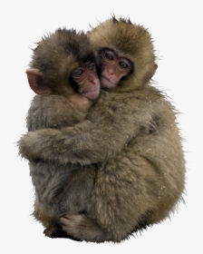 Clip Art Psbattle Japanese In The - Snow Monkeys Hugging, HD Png Download, Transparent PNG
