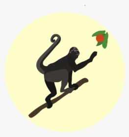 Spider Monkey, HD Png Download, Transparent PNG