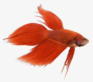 Image - Siamese Fighting Fish, HD Png Download, Transparent PNG