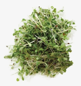 Alfalfa - Micro Plants, HD Png Download, Transparent PNG