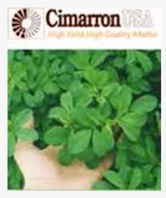 Cimarron Herb, HD Png Download, Transparent PNG