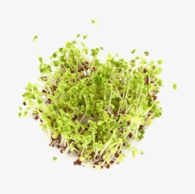 Floral Design, HD Png Download, Transparent PNG
