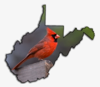 Transparent Cardinal Bird Png - Tourist Regions Of Wv Map, Png Download, Transparent PNG