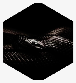 Black Snake Cover, HD Png Download, Transparent PNG
