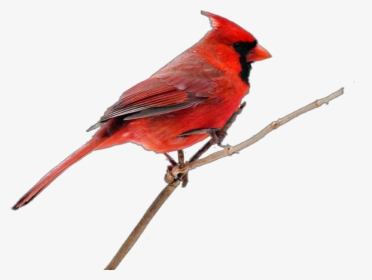 #cardinal, #bird - Northern Cardinal, HD Png Download, Transparent PNG