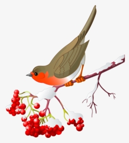 Clip Art Library Stock Berries Drawing Winter - Winter Birds Clipart, HD Png Download, Transparent PNG