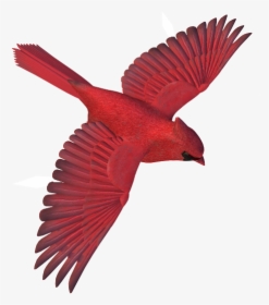Flying Cardinal Bird Png, Transparent Png, Transparent PNG