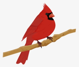 Cardinal Bird - Cardinal Png, Transparent Png, Transparent PNG