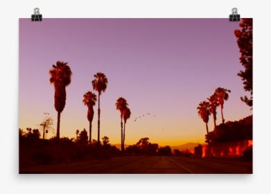 Lax-sunset Mockup Transparent Transparent - Desert Palm, HD Png Download, Transparent PNG