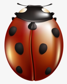 Ladybug, HD Png Download, Transparent PNG