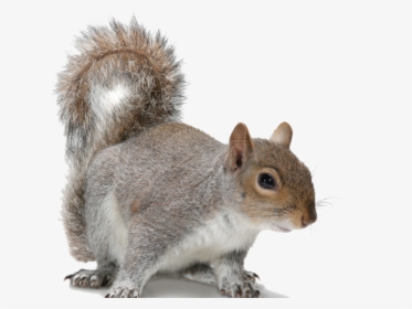 Transparent Acorn Clipart - Make A Decision Squirrel Quote, HD Png Download, Transparent PNG