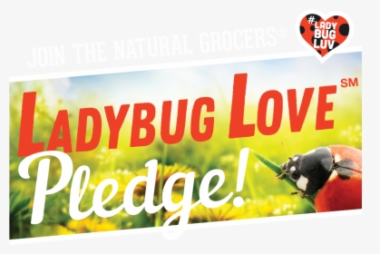 Transparent Ladybugs Png, Png Download, Transparent PNG