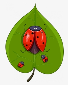 Ladybugs, Leaf - Ladybird Beetle, HD Png Download, Transparent PNG