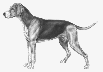 Group,rare Breed ,great Dane,hunting Breed - Hunting Hound Dog Drawing, HD Png Download, Transparent PNG
