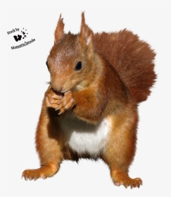 Transparent Squirrel Clipart - Red Squirrel Cut Out, HD Png Download, Transparent PNG