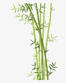 Transparent Bamboo Background Clipart - Bamboo With White Background, HD Png Download, Transparent PNG