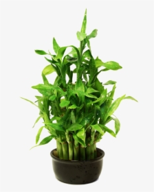 Lucky Bamboo, HD Png Download, Transparent PNG
