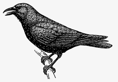 Bird, Branch, Crow, Wings, Tail, Feathers, Species - Crow Clipart Black And White, HD Png Download, Transparent PNG