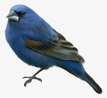 Clip Art Blue Bird Clip Art - Blue Bird Transparent Background, HD Png Download, Transparent PNG