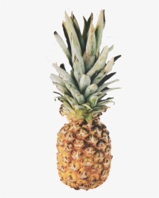 Pineapple Png Image - Pineapple Wallpaper Quotes, Transparent Png, Transparent PNG