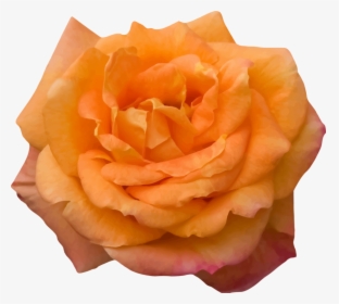 Flower,peach,rose Order - Love Red Rose Flower Roja, HD Png Download, Transparent PNG