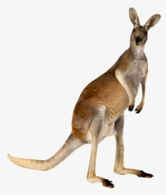 Australia Kangaroo Animal - Kangaroo Png, Transparent Png, Transparent PNG