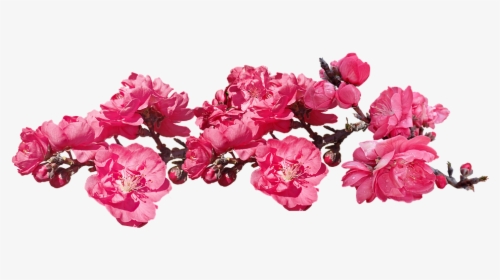 Flowers, Pink, Blossom, Peach, Tree, Branch, Cut Out - Floribunda, HD Png Download, Transparent PNG