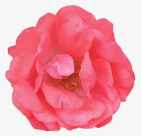 Coral Drift® - Common Peony, HD Png Download, Transparent PNG