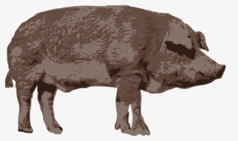 Animal - Domestic Pig, HD Png Download, Transparent PNG