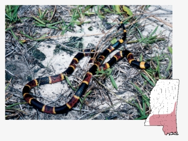 South Mississippi Snakes, HD Png Download, Transparent PNG