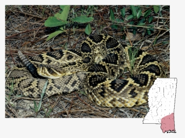 Eastern Diamondback Rattlesnake Snakes Mississippi, HD Png Download, Transparent PNG
