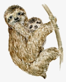 #watercolor #sloths #sloth #baby #babyanimals #mother - Three-toed Sloth, HD Png Download, Transparent PNG