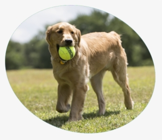 Dog Happy With Ball, HD Png Download, Transparent PNG