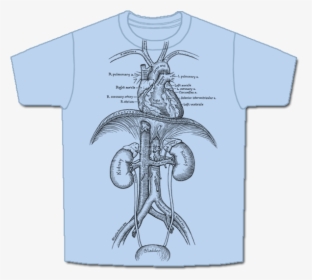 Skeletees Skeletees Anatomical T Shirts Designed And - Circulatory System T Shirt, HD Png Download, Transparent PNG
