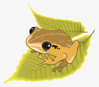 Puerto Rican Native Frog Coqui - Cartoon, HD Png Download, Transparent PNG