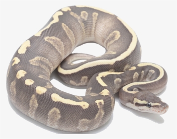 Super Ghi Fire Ball Python, HD Png Download, Transparent PNG