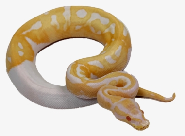 Pied Ball Python, HD Png Download, Transparent PNG