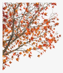Clip Art Demaotang Maple Hotel Red - Autumn Tree Autumn Branches Transparent Png, Png Download, Transparent PNG