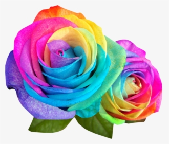 Rainbow Multicolor Flowers - Colour Rose Images Hd, HD Png Download, Transparent PNG