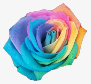 rose #rosesticker #rainbow #rainbowrose #color #flowerstickers 