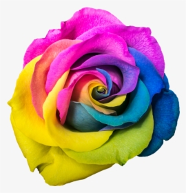 Rainbow Rose Png, Transparent Png, Transparent PNG