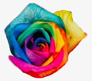 Transparent Rainbow Rose Png - Rainbow Roses, Png Download, Transparent PNG