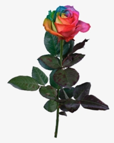 Transparent Rainbow Rose Png - Garden Roses, Png Download, Transparent PNG