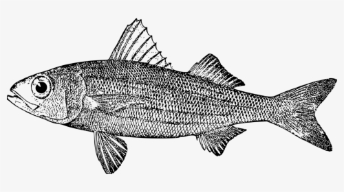Line Art,sardine,perch - Mullet, HD Png Download, Transparent PNG