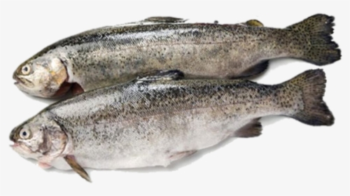 Fish Products Rainbow Trout Sardine - Trout, HD Png Download, Transparent PNG