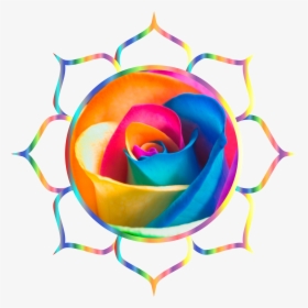 Img 3630 - Flowers Rainbow Roses, HD Png Download, Transparent PNG