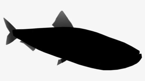 Sardine Png Transparent Images - Shark, Png Download, Transparent PNG