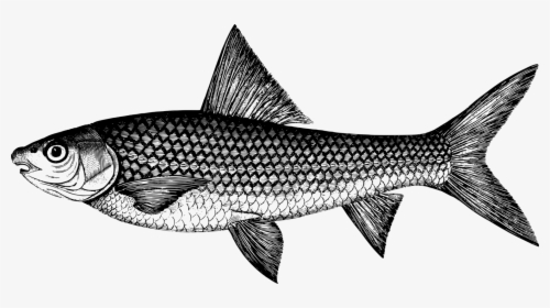 Marine Biology,shark,sardine - Coregonus Lavaretus, HD Png Download, Transparent PNG